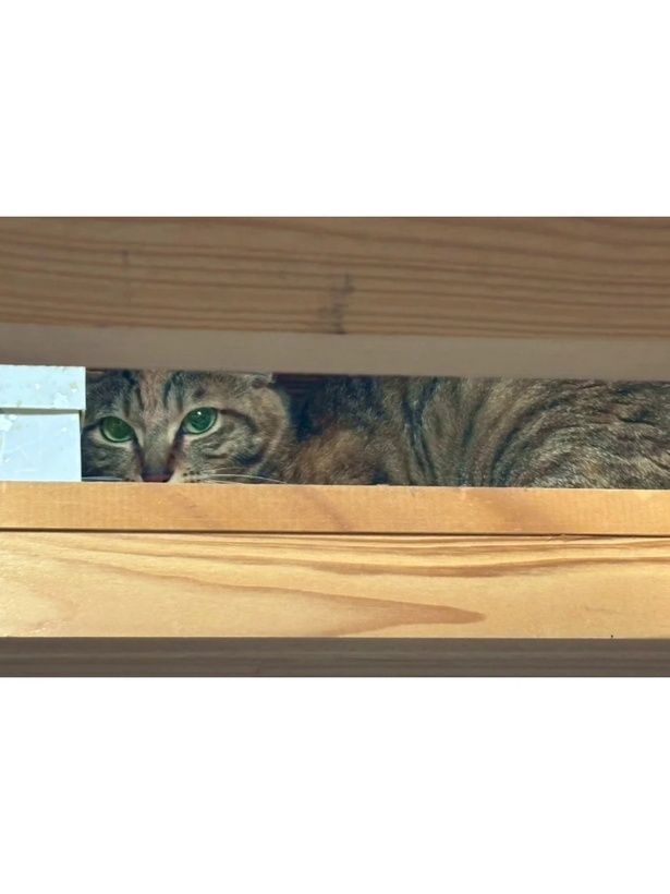 『飼い主をなくした猫と父』23 画像提供：尾持トモ(＠o0omotitomo0o)