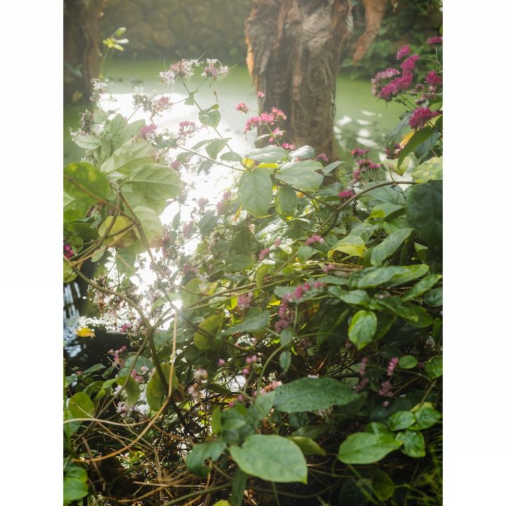 THREE THE ROOM OF (IN) SCENTS 日中のイメージ