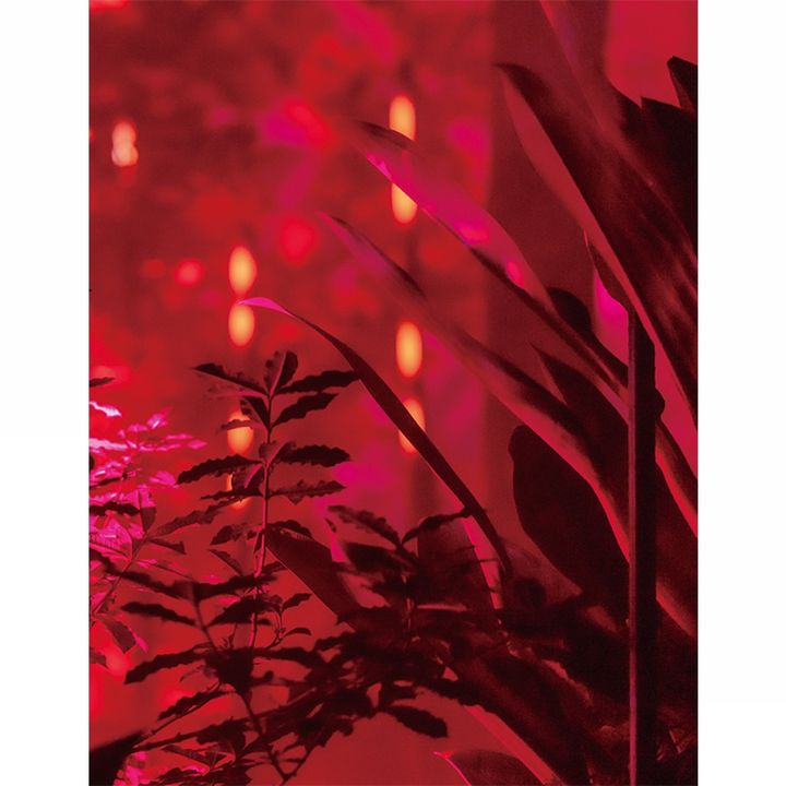 THREE THE ROOM OF (IN) SCENTS 夜のイメージ