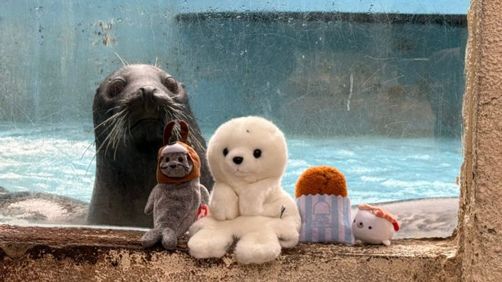 岡山県玉野市にある「渋川マリン水族館」を訪れた、「フォトジェニック小野」さん（@Photogenic_ono）が、奇跡の1枚の撮影に成功しました。