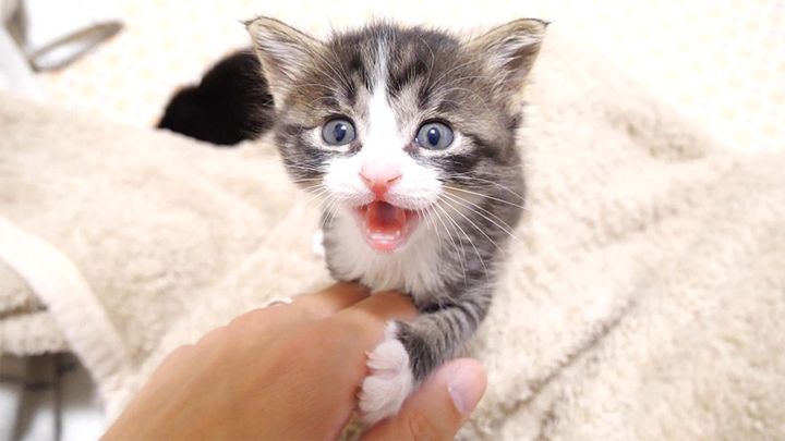 知らせに来る子猫