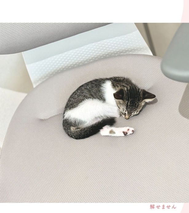 解せません (C)つゆちゃんの飼い主／KADOKAWA