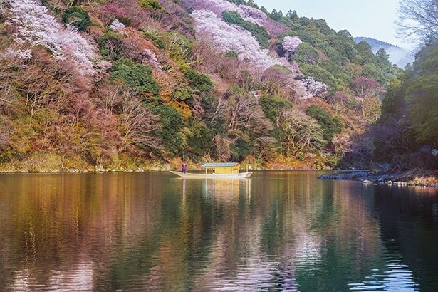 嵐峡の桜を眺める貸し切りの屋形舟「翡翠」