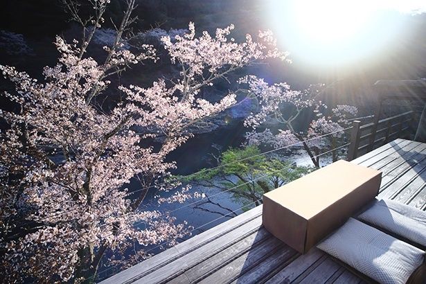 山桜を眺める空中茶室