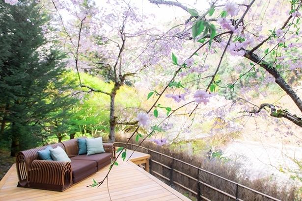 しだれ桜が覆う花桜テラス
