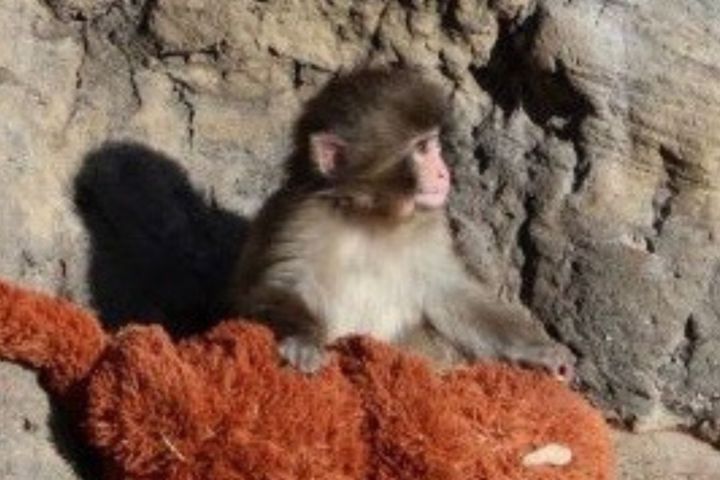 千葉県の市川市動植物園が、これまでにない熱気に包まれています。話題の中心は、市川市動植物園のサル山で群れ入りを目指しているニホンザルの「パンチくん」。その注目度は高く、2月15日の日曜日には、「経験したことのない賑わい」と公式Xで発信するほどの賑わいとなったようです。