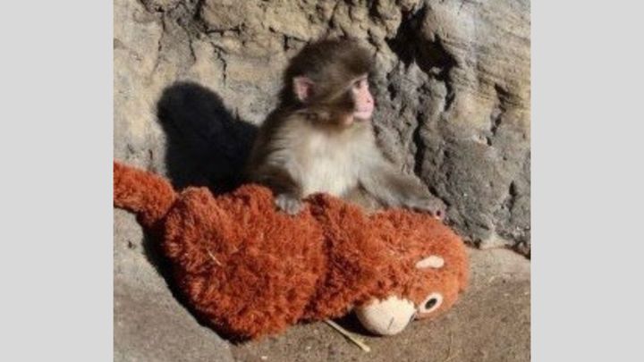 千葉県の市川市動植物園が、これまでにない熱気に包まれています。話題の中心は、市川市動植物園のサル山で群れ入りを目指しているニホンザルの「パンチくん」。その注目度は高く、2月15日の日曜日には、「経験したことのない賑わい」と公式Xで発信するほどの賑わいとなったようです。