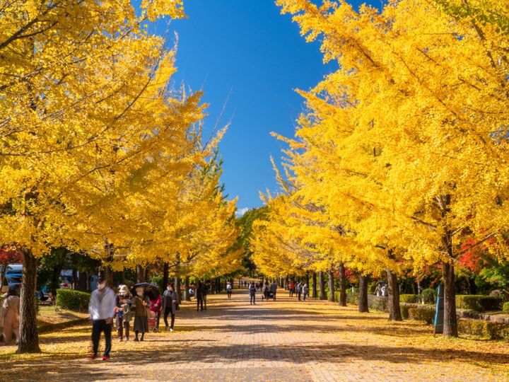 All About ニュース編集部が全国250人を対象に実施した「治安がいいと思う市に関するアンケート」の調査結果から、埼玉県の市で「治安がいい」と思う市ランキングを発表！ 2位「秩父市」を抑えた1位は？