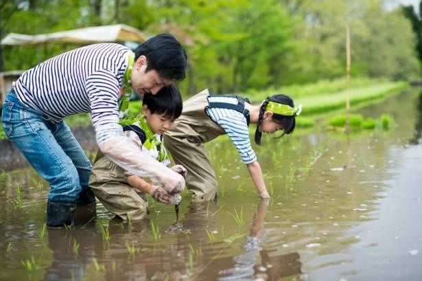 【写真】春の水田で田植え体験