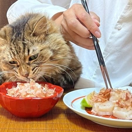【広島県広島市】猫と人を豊かにする商品を通じて地域に貢献する特別販売会「まるにゃんのおへや」開催
