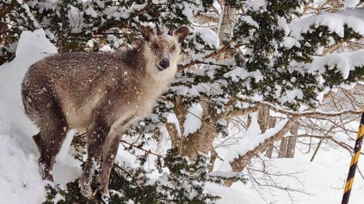 青森県十和田市の「温泉民宿 南部屋」。厳しい寒さのなか、裏庭のイチイの木を餌場に選んだ野生のニホンカモシカ（通称：カモちゃん）と、宿主の田村暁さんが育む「静かな共生」に多くの注目が集まっています。