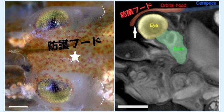 爆音エビの頭には自分を守る多層構造ヘルメットが存在した