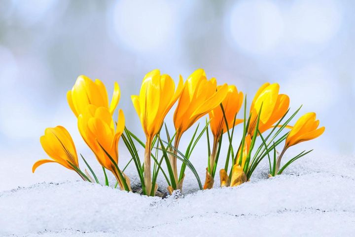 春の訪れを告げる花9選！初心者でも育てやすい球根植物から花木まで【ガーデニング】