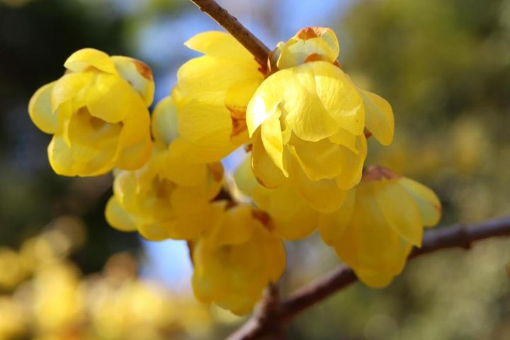 ソシンロウバイ