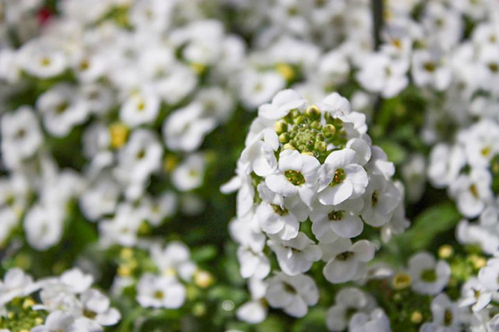 スイートアリッサム‘クリアクリスタル’