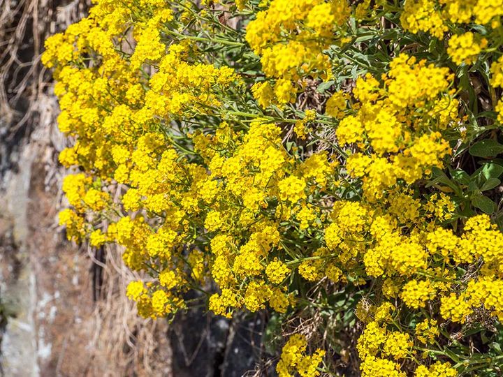 宿根アリッサム