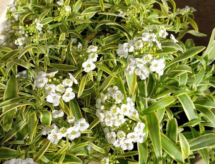 スーパーアリッサム フロスティナイト