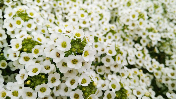 スーパーアリッサム スノープリンセス