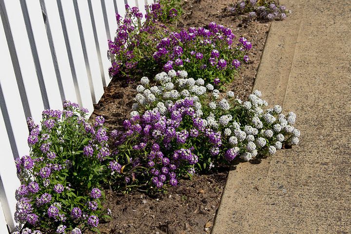 スイートアリッサム