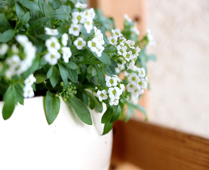 アリッサムの剪定