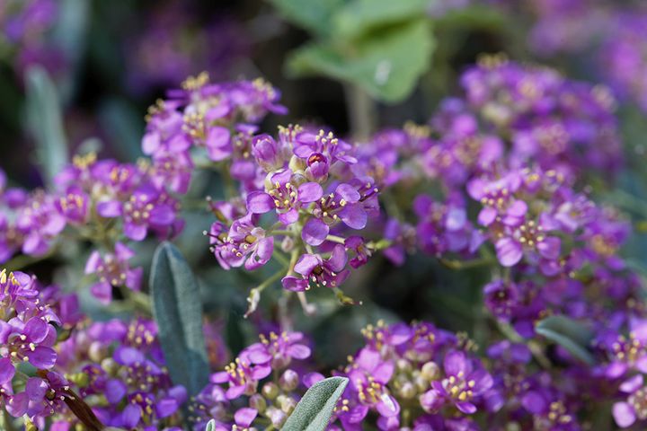 Alyssum spinosum