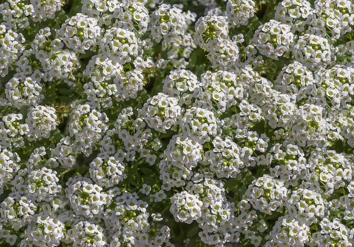 スイートアリッサム イースターボネット