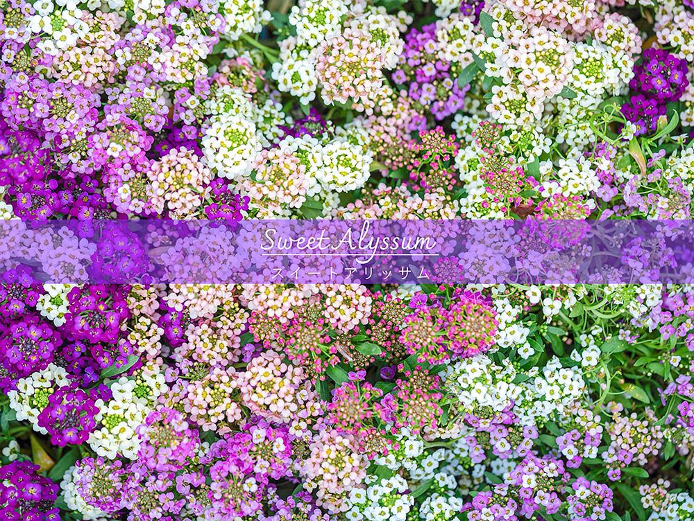 庭が甘い香りの花の絨毯に？ こぼれ種でも増える「スイートアリッサム