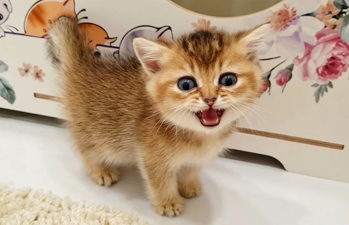 ご飯が食べたい子猫