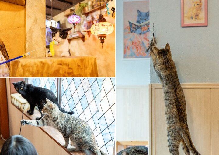 アンティーク調の空間に猫モチーフがいっぱい！保護猫カフェとセットで利用できる「ねこと焼き菓子のお店 ティールームウリエル」