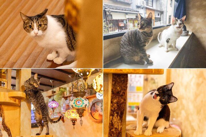 アンティーク調の空間に猫モチーフがいっぱい！保護猫カフェとセットで利用できる「ねこと焼き菓子のお店 ティールームウリエル」