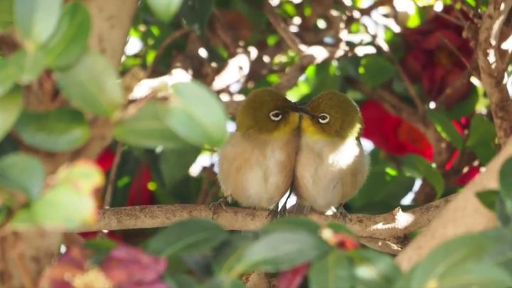 冬の寒さのなか、庭先に訪れる小さな訪問者たちが、私たちの心を温めてくれています。