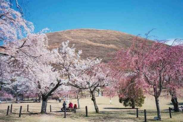 さくらの里の様子