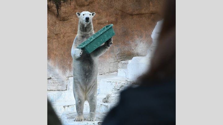 大阪・天王寺動物園で今、一頭のホッキョクグマが熱い視線を集めています。名前は「ホウちゃん」。