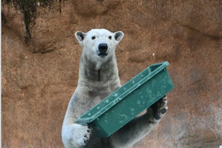 大阪・天王寺動物園で今、一頭のホッキョクグマが熱い視線を集めています。名前は「ホウちゃん」。