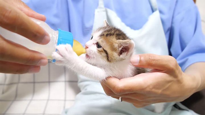 ミルクを飲む子猫