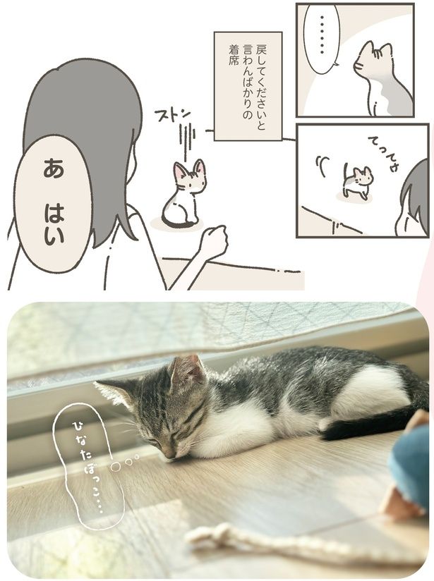 ひなたぼっこ… (C)つゆちゃんの飼い主／KADOKAWA