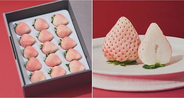 旬の“いちばん美味しい瞬間”を届ける！キュレイテッドフルーツブランド「ORVIIA」誕生