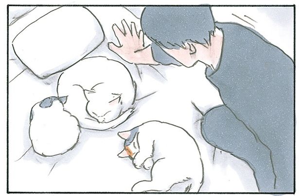 猫たちでいっぱいのベッドに （C）にごたろ／KADOKAWA