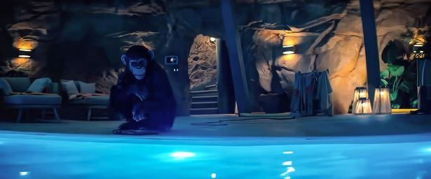 実際にもチンパンジーが人間を襲う事件は起こっている… [c]EVERETT/AFLO