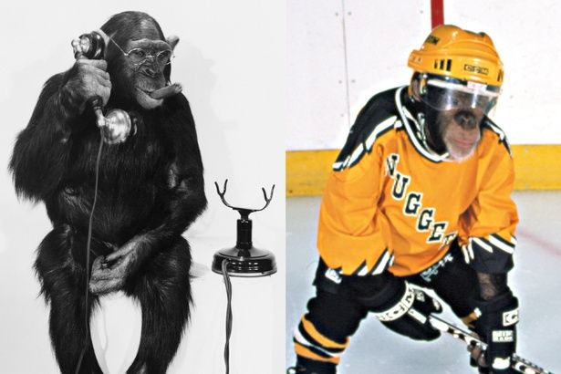 多くの映画にも登場してきたチンパンジー。基本的には“賢い”キャラクターが中心 [c]EVERETT/AFLO ※写真は左から『モンキー・ビジネス』(52)、『天才チンパンジー ジャック／アイスホッケーの友情』(00)