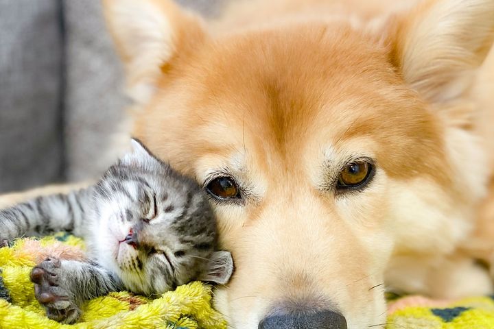 「猫＝女性的」「犬＝男性的」という表層的な認識にズレが判明