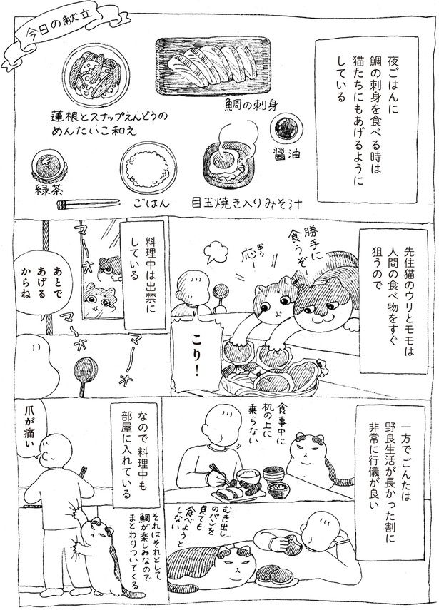 人間の食べ物をすぐ狙う (C)オイル富／KADOKAWA