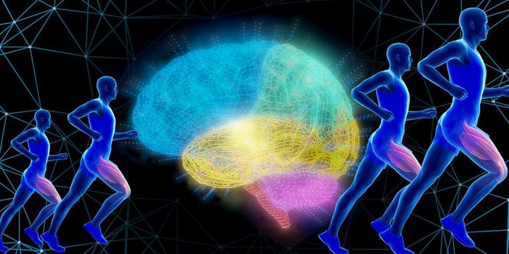 持久力＝筋肉の時代は終わり？燃料管理センターとしての脳