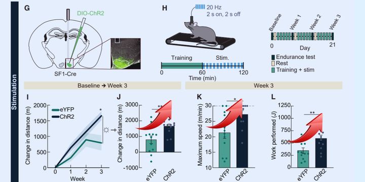 SF1ニューロンを運動後に活性化するとトレーニング効果が激増する