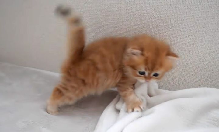 ハイテンションな子猫