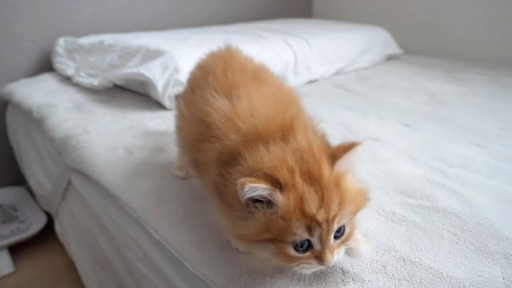 ベッドに初めて登った子猫