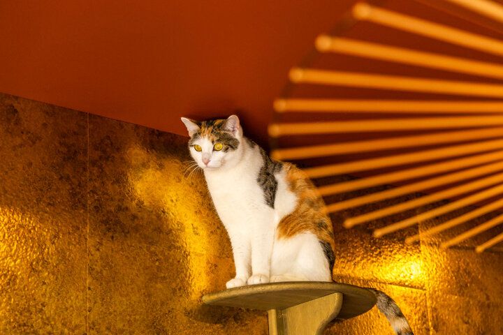 猫と一緒にランチやスイーツを楽しめる♪ 枚方にあるノスタルジックカフェ「猫喫茶ネコブ」