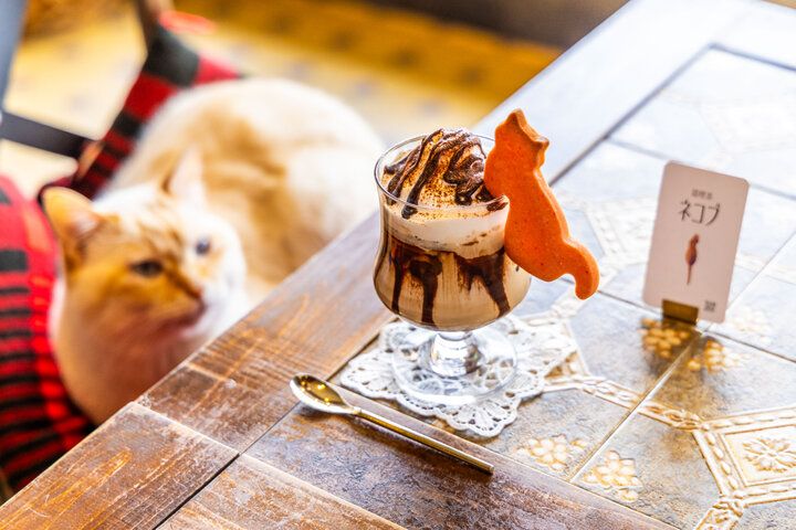 猫と一緒にランチやスイーツを楽しめる♪ 枚方にあるノスタルジックカフェ「猫喫茶ネコブ」