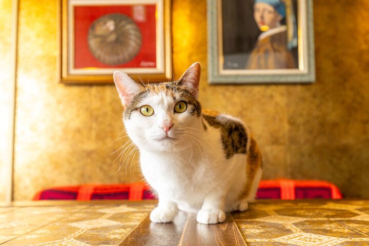 猫と一緒にランチやスイーツを楽しめる♪ 枚方にあるノスタルジックカフェ「猫喫茶ネコブ」