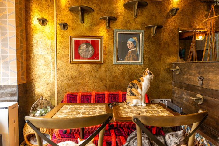 猫と一緒にランチやスイーツを楽しめる♪ 枚方にあるノスタルジックカフェ「猫喫茶ネコブ」